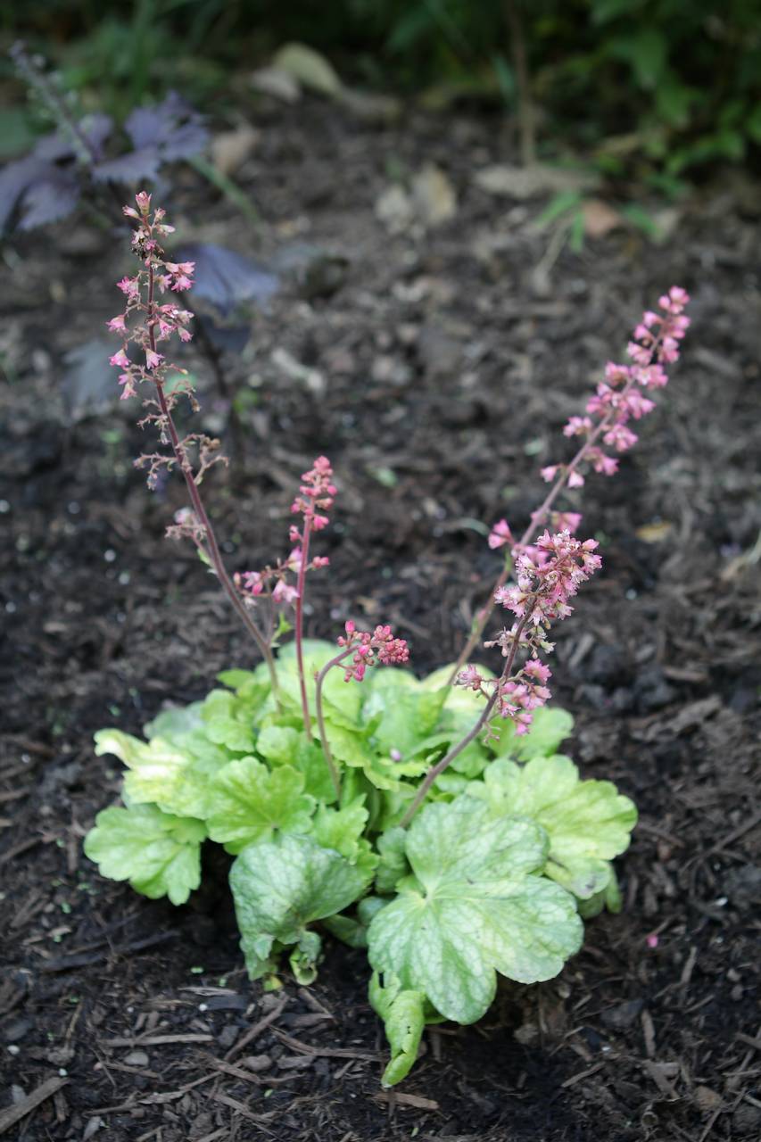 Photo of Coral Bells
